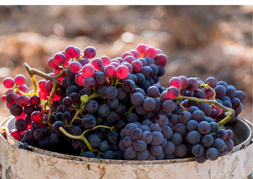 Grenache – Französische Rotwein-Rebsorte im Porträt