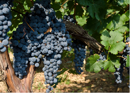 Merlot – Französische Rotwein-Rebsorte im Fokus