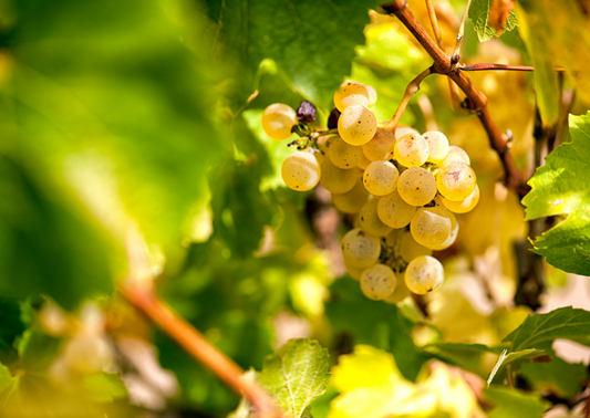 Chardonnay Trauben an der Weinrebe im Sonnenlicht