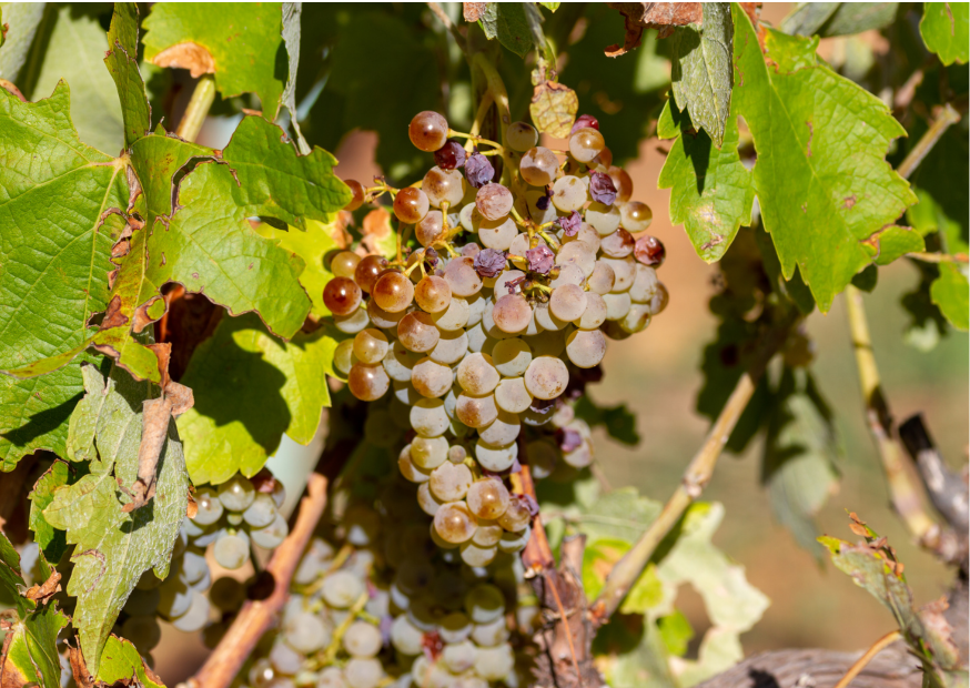 Macabeo grape Spain's white wine legend – CorkRebels - Main Image