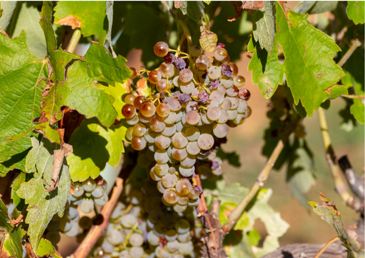 Macabeo – Die spanische Weißwein-Traube: Geschmack, Anbau und kulinarische Vielseitigkeit