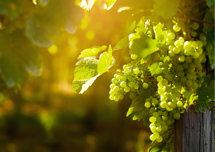 Parellada – Die feine Seele spanischer Weißweine