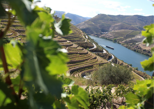 Portugiesischer Wein – Perlen in der Welt des Weines