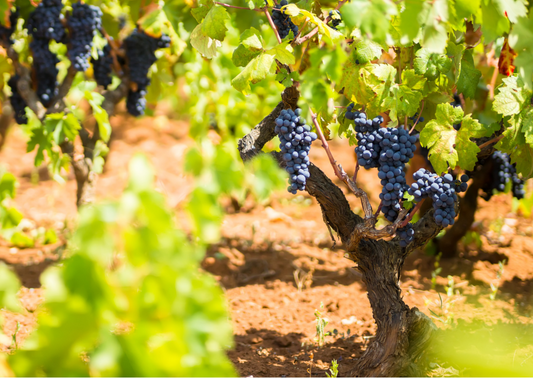 Primitivo – Die italienische Rotwein-Rebsorte