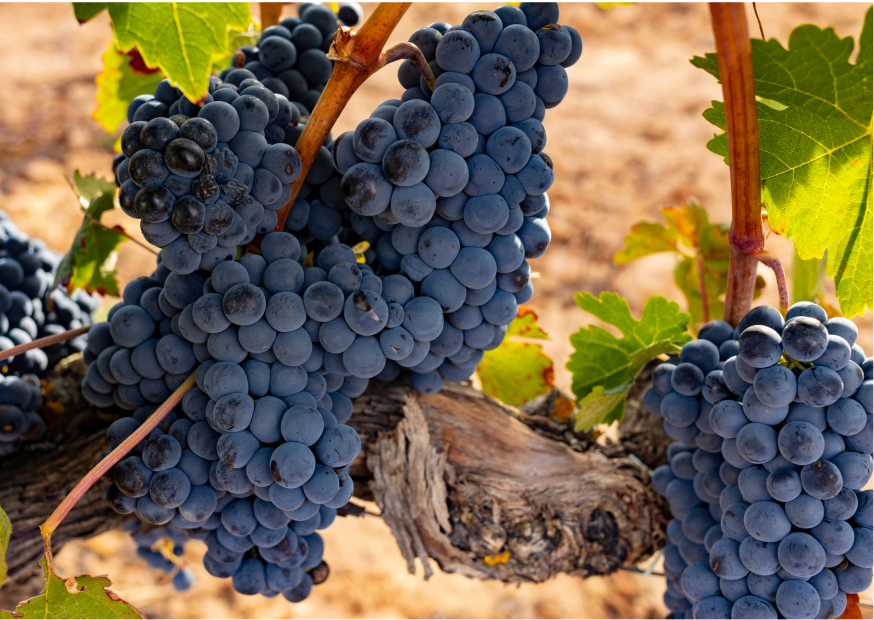 Tempranillo entdecken: Die Seele spanischer Weine