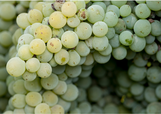 Vom Weinberg ins Glas: Die Geschichte der Verdejo-Traube