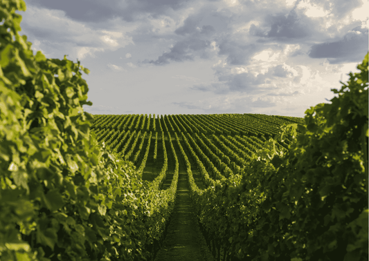 Rheinhessen – Wein aus einer der beliebtesten deutschen Weinregionen