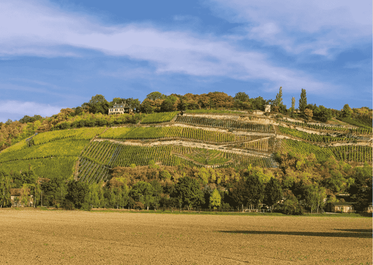 Saale-Unstrut – Das ist Wein mit Geschichte