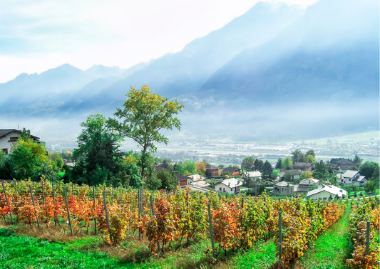 Aosta - Wein aus dem Aostatal in Italien