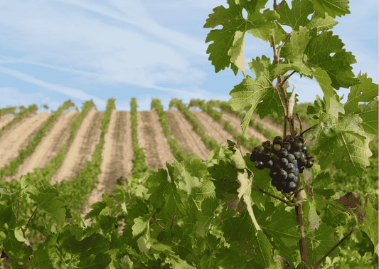 Navarra – Wein aus dem Herzen Spaniens