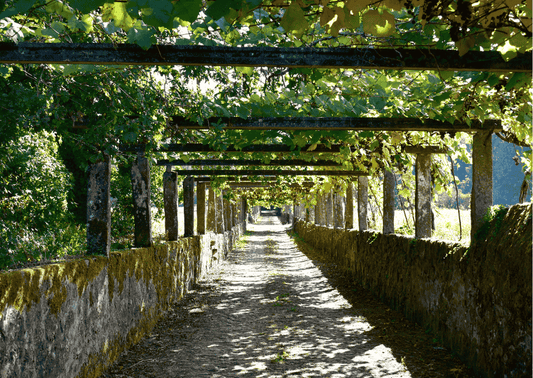 Rias Baixas – Der Wein aus dem verführerischen Teil Spaniens