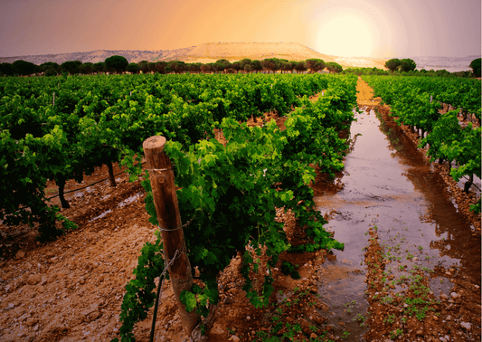 Ribera del Duero – Spaniens Wein mit kraftvollem Ausdruck