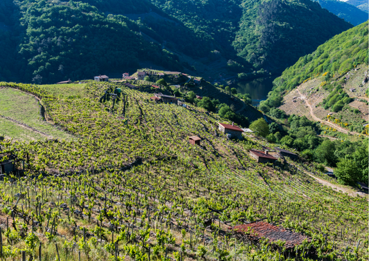Spaniens Weinregionen – Ein farbenfrohes Mosaik des Geschmacks