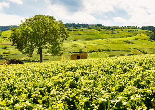 Weinregionen in Deutschland: Zentral Europa bietet eine breite Weinauswahl