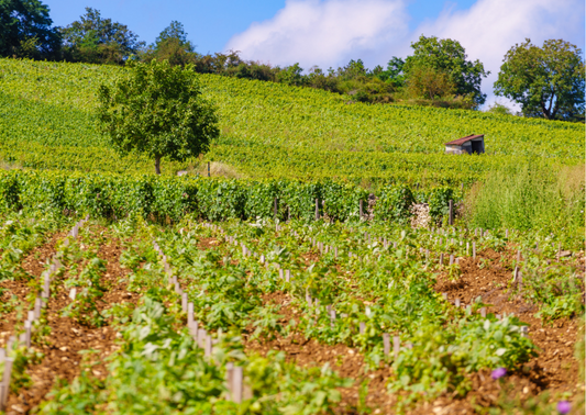 Weinregionen in Griechenland – Eine geschmackvolle Symphonie für die Geschmackssinne