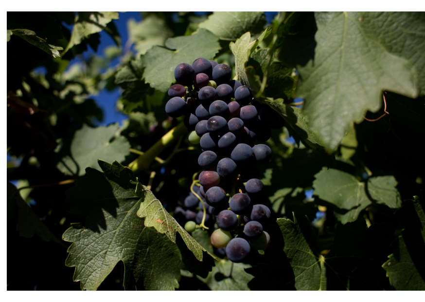 Shiraz Trauben an der Wein-Rebe