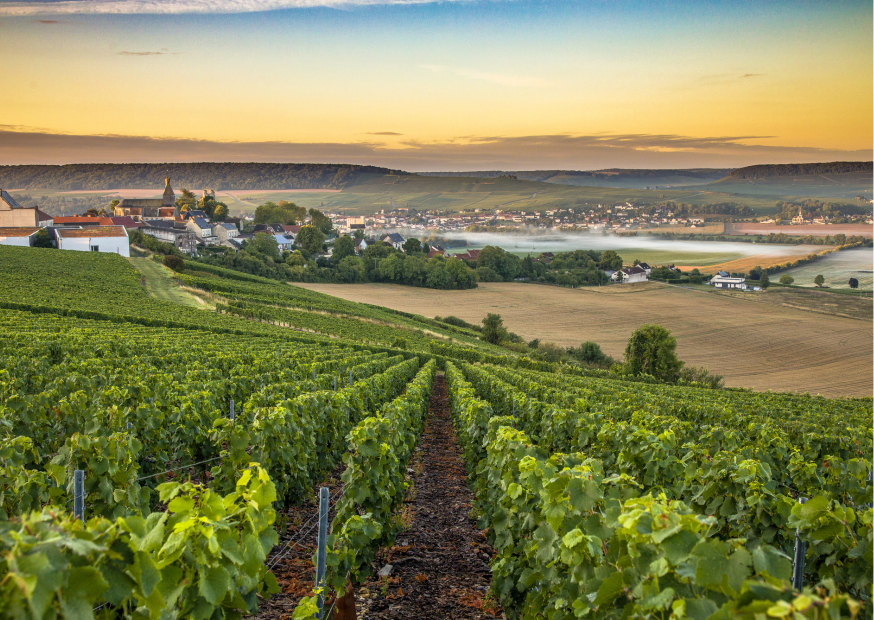 Weinregionen in Frankreich – Ein Kaleidoskop der Genüsse