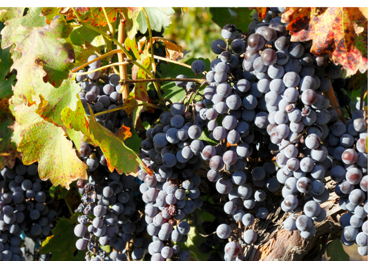Cabernet Sauvignon – Die edle französische Rotwein-Rebsorte