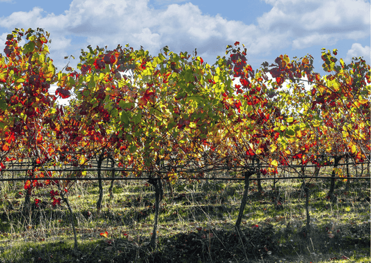 Bairrada – Wo in Portugal Wein und Rebellion Hand in Hand gehen