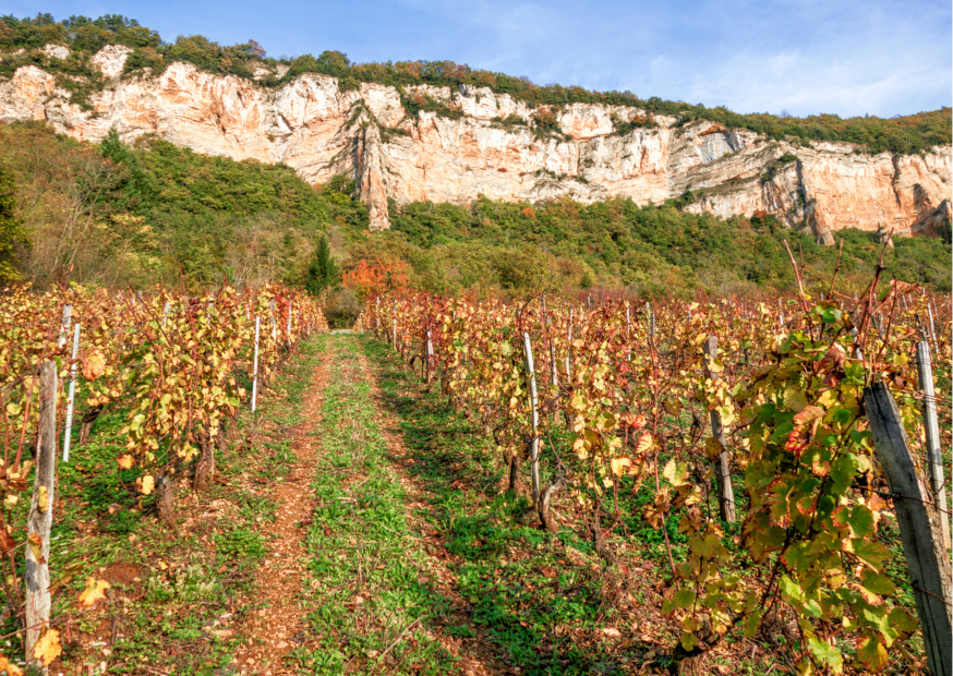 Bugey – Französische Weine, die dich verzaubern werden