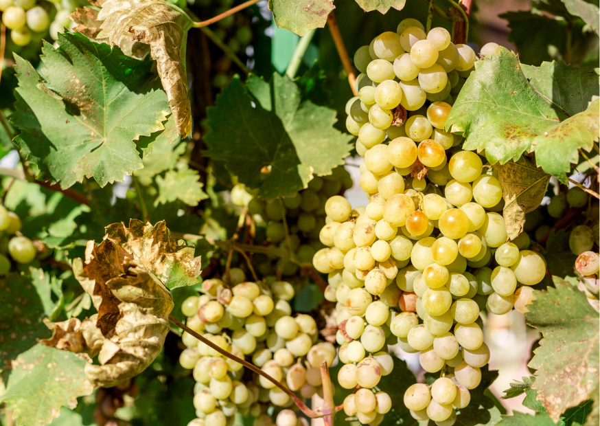 Die Trauben-Sorte Grenache Blanc hängt in der Sonne an der Wein-Rebe