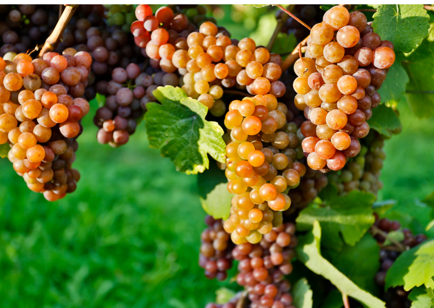 Pinot Grigio – Italiens vielseitiger Weißwein
