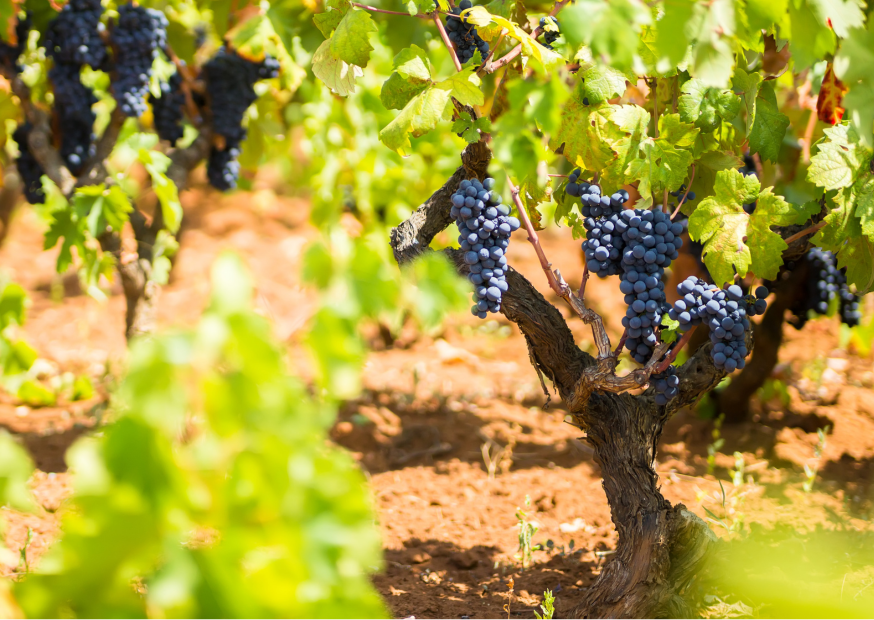 Primitivo – Die italienische Rotwein-Rebsorte