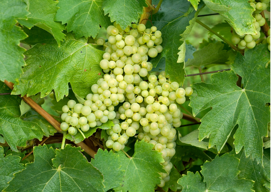 Trebbiano Traube hängt in der Wein-Rebe