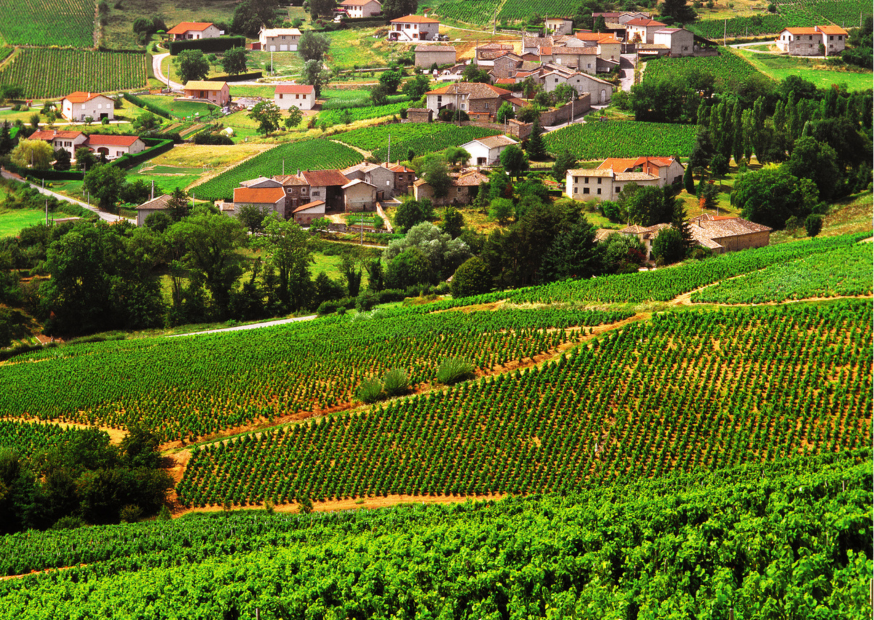 Beaujolais – Verführerische, leichte Weine aus Beaujolais