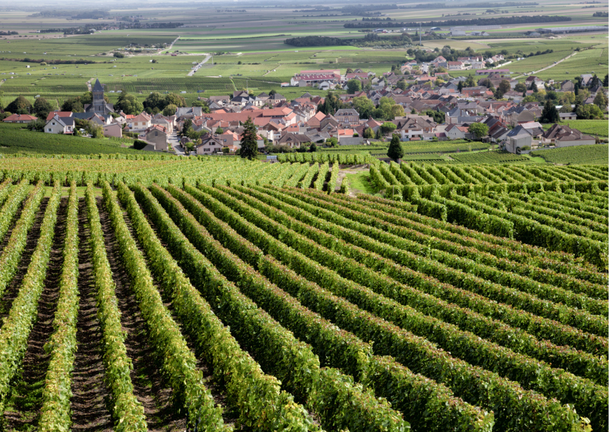 Burgund – Elegante Weine aus Frankreich