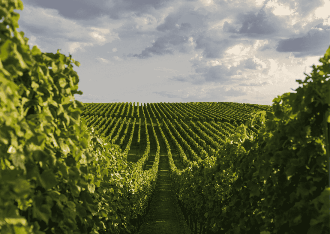 Rheinhessen – Wein aus einer der beliebtesten deutschen Weinregionen