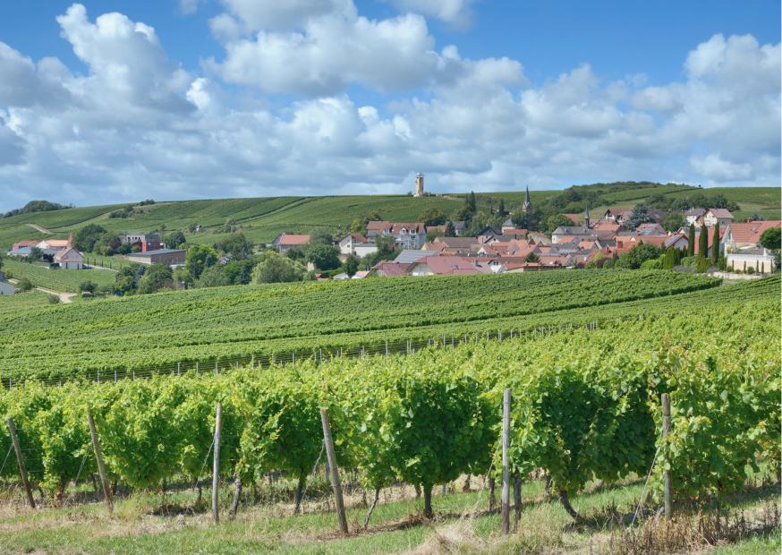 Weinregionen in Portugal: Land der geschmackvollen Reise