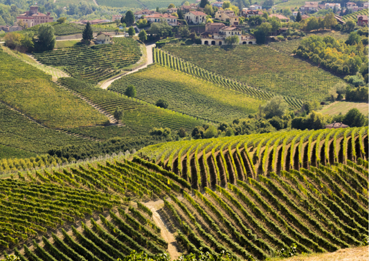 Piemont - Weine aus Piemont zwischen Nebel und Noblesse