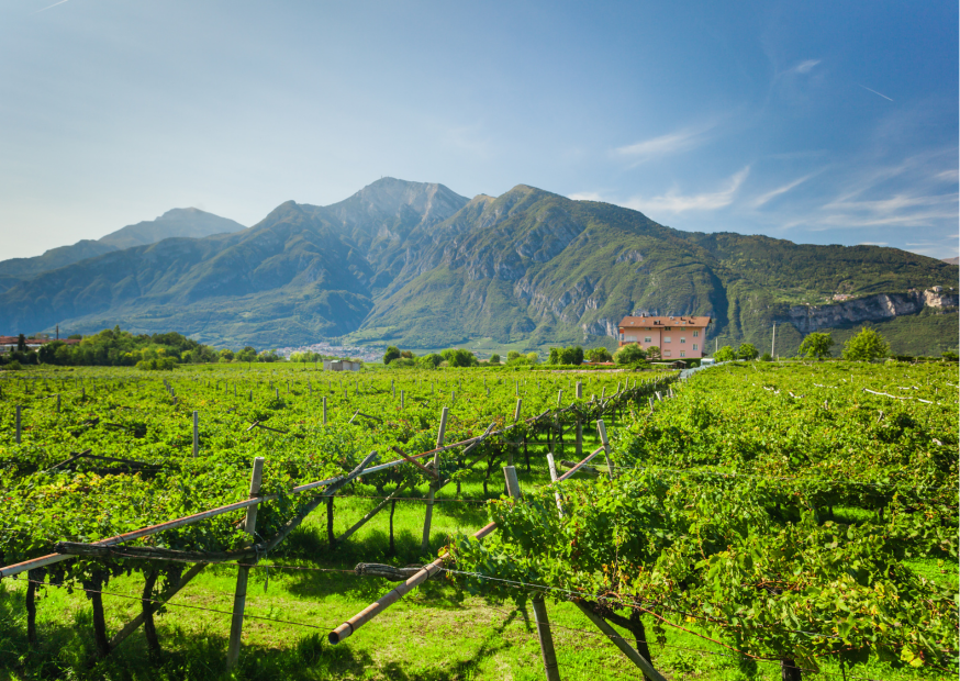 Trentino - Weine aus Südtirol, die begeistern