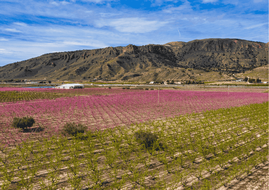 Blühende Obstbaumplantagen vor trockenen Hügeln in Jumilla. Diese Region steht für intensive Rotweine aus Monastrell.