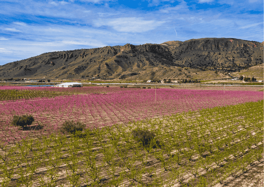 Blühende Obstbaumplantagen vor trockenen Hügeln in Jumilla. Diese Region steht für intensive Rotweine aus Monastrell.