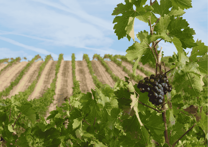 Navarra – Wein aus dem Herzen Spaniens