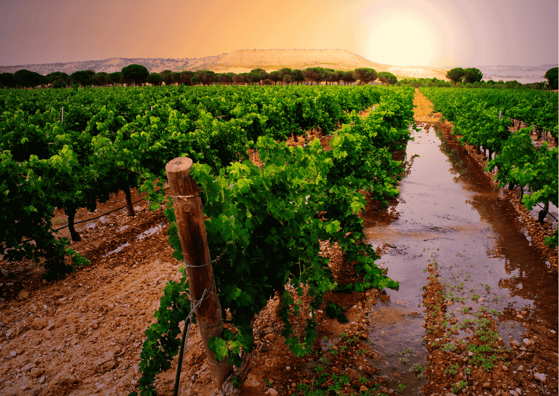 Ribera del Duero – Spaniens Wein mit kraftvollem Ausdruck