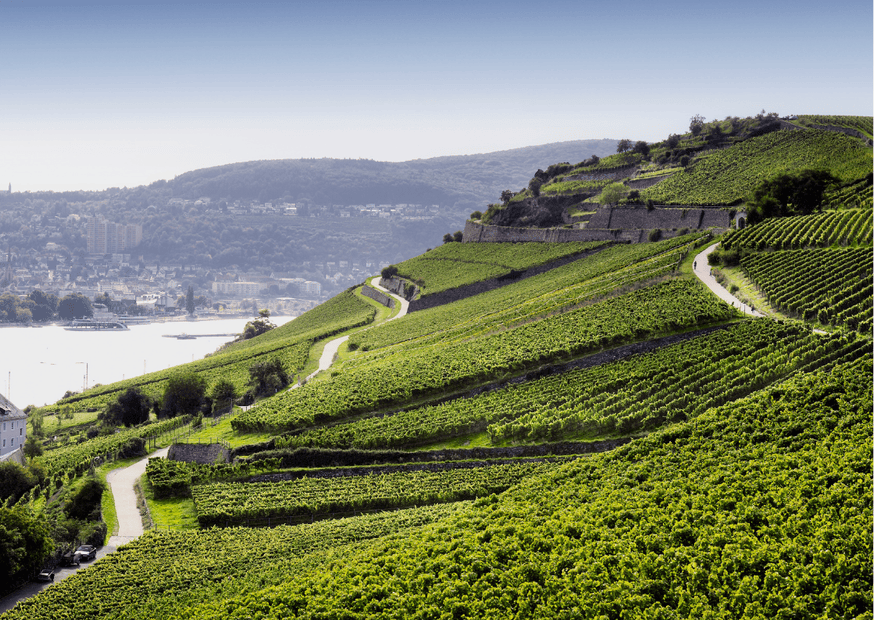 Rheingau – Hier prägt die Tradition die Reben
