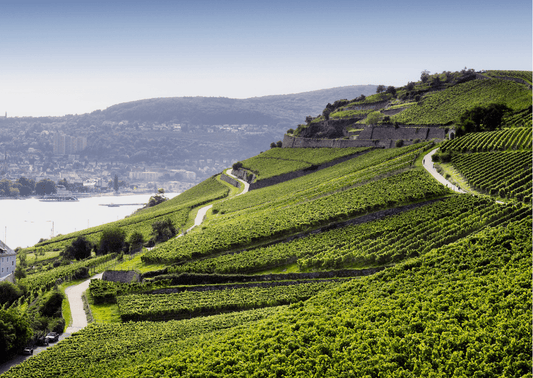 Rheingau – Hier prägt die Tradition die Reben