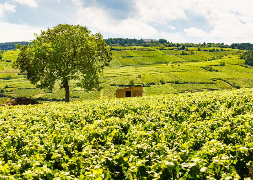 Weinregionen in Deutschland: Zentral Europa bietet eine breite Weinauswahl