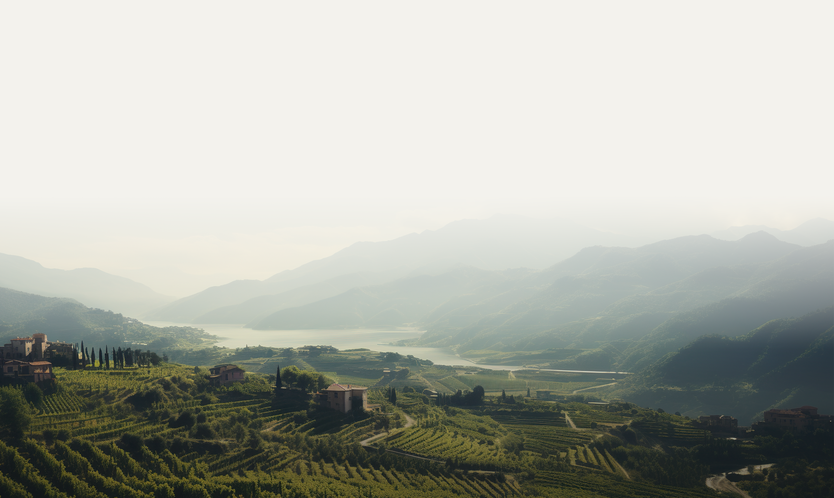 Weinberge im Morgenlicht